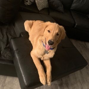 Meet your Posher, Erika